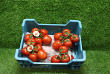 Tomaten Tros Pomo RUBY