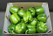 Paprika Groen 95 Supers