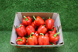 Paprika Rood 95 Supers