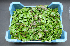 Postelein