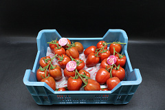 Tomaten Tros Pomo RUBY