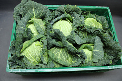 Groene Kool 6 st.