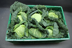 Groene Kool 6 st.