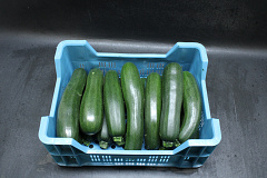 Courgettes KL. II