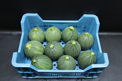 Courgette Rond