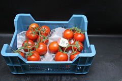 Tomaten Tros Tomabel EPS T