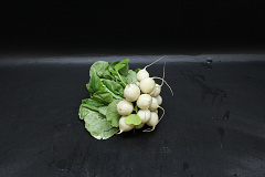 Radijs Witte