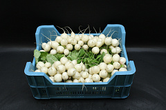Radijs Witte