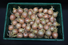 Uien Geel 60-80