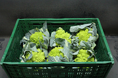 Bloemkool Romanesco