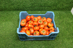 Tomaten B II