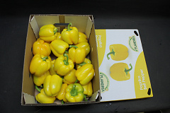 Paprika Geel 85