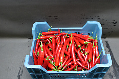 Peper Rood Supers