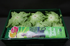 Sla Jumbo 6 st. Fine Fleur
