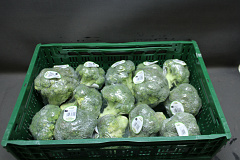 Broccoli