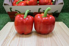 Paprika Rood 95 Supers