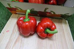 Paprika Rood Supers 95