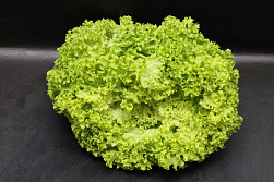 Sla Lolo Bionda Dag vers