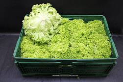 Sla Lolo Bionda Dag vers