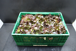 Sla Eikenblad - KL. I