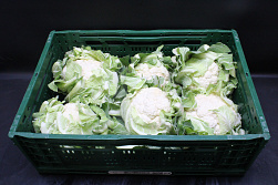 Bloemkool 6 st. - Exclusief