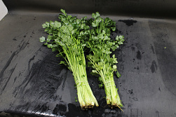 Selderij middel bakken