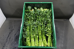 Selderij middel bakken