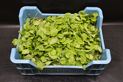 Postelein Winteroogst