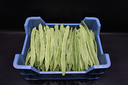 Snijbonen KAS - Plopsaland