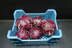 Rode sla ( Radicchio )