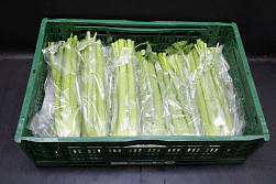 Bleekselderij Kort 12 st.