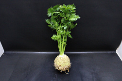 Knolselderij Pluim 6 st.