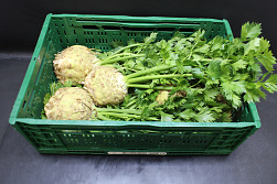 Knolselderij Pluim 6 st.