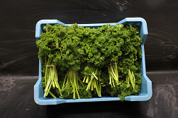 Peterselie - zware bossen