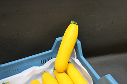 Courgettes 14 st. Geel