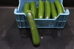 Courgettes 14 st.
