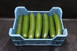 Courgettes 14 st.