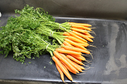 Bospeen fijn - zware bossen