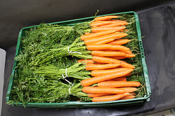 Bospeen fijn - zware bossen