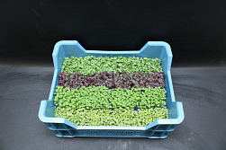 X Shiso Cress ® Mixed