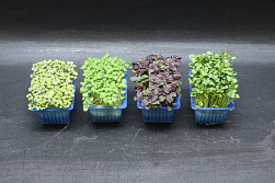 X Shiso Cress ® Mixed