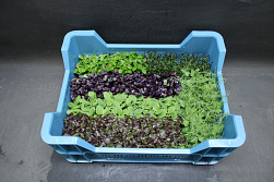 X Sakura Cress ® Mix