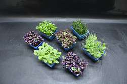 X Sakura Cress ® Mix