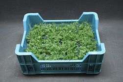 X Affilla® Cress