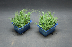 X Affilla® Cress