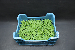 X Atsina® Cress