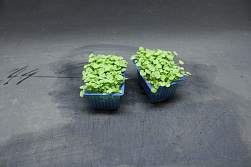X Atsina® Cress