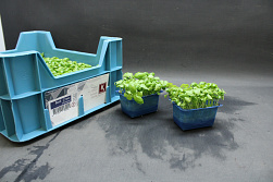 X Basil Cress