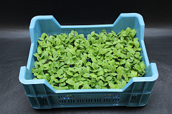 X  Borage Cress