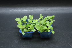 X  Borage Cress